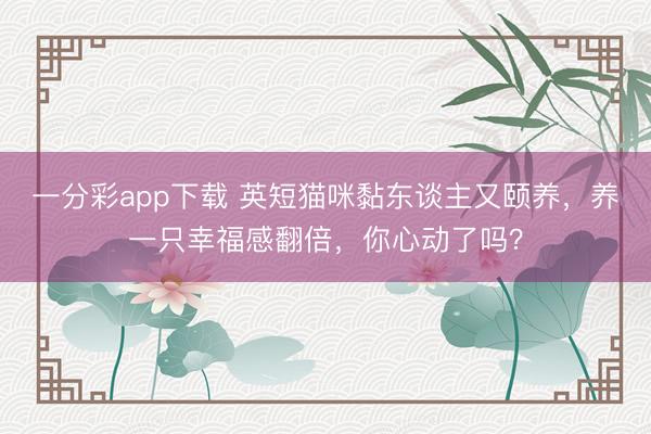 一分彩app下载 英短猫咪黏东谈主又颐养，养一只幸福感翻倍，你心动了吗？